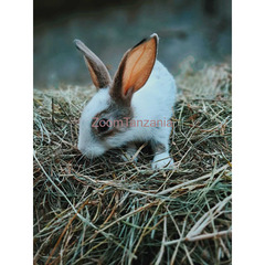 Cute bunnies - 1