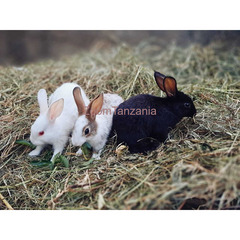 Cute bunnies - 3