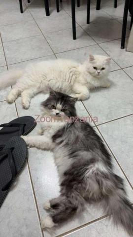 MALE PERSIAN CAT AVAIALBLE