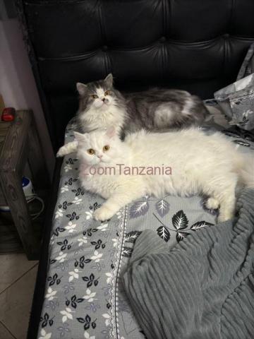 MALE PERSIAN CAT AVAIALBLE - 2/2