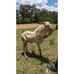 GOATS FOR SALE