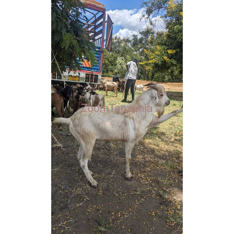 GOATS FOR SALE - 2/3