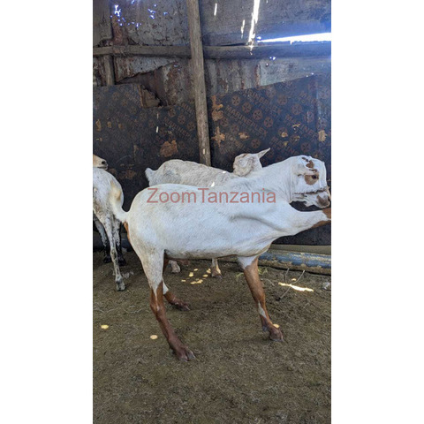 GOATS FOR SALE - 3/3