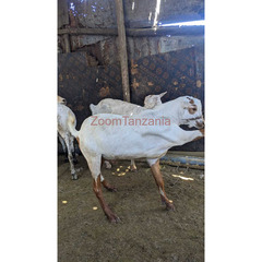 GOATS FOR SALE - 3