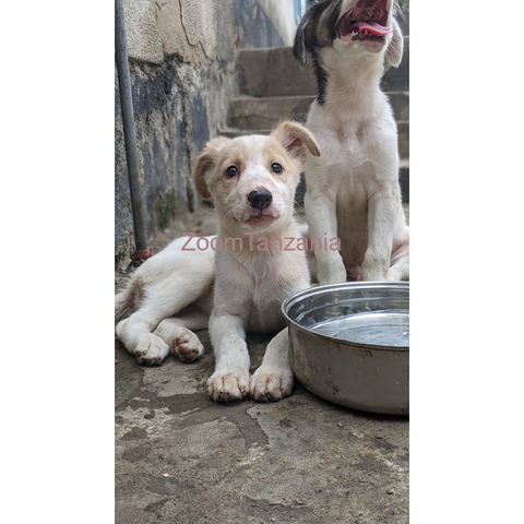 White Puppies For sale. - 2/4