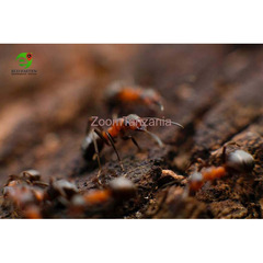 pest control , cockroaches , termites , fumigation - 2