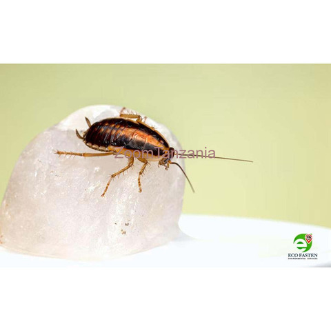 pest control , cockroaches , termites , fumigation - 3/4