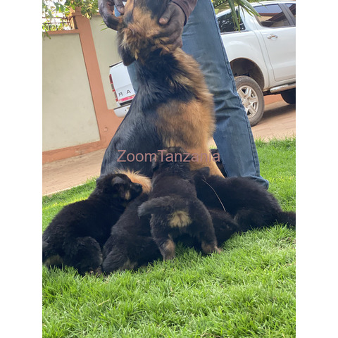 Pure Germanshepherd Long coat for sale - 1/4