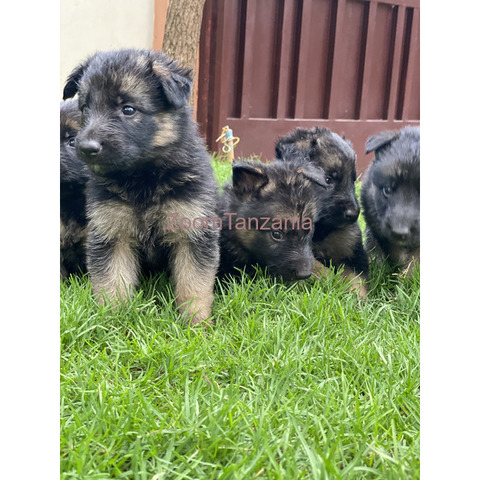 Pure Germanshepherd Long coat for sale - 2/4