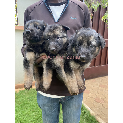 Pure Germanshepherd Long coat for sale - 4/4