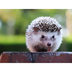 Pet hedgehog - 1