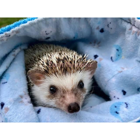 Pet hedgehog - 2/3