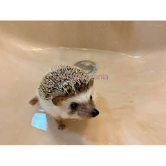 Pet hedgehog - 3