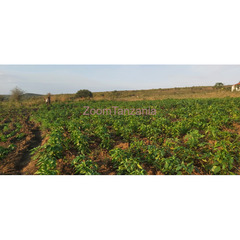Shamba la mtoni linauzwa Mbwewe chalinze pwani - 2