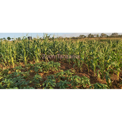 Shamba la mtoni linauzwa Mbwewe chalinze pwani - 4