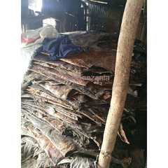 Dry cow skin - 1