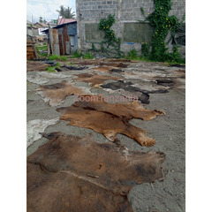 Dry cow skin - 2