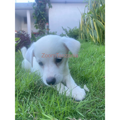 Maltese Puppies For Sale - 1