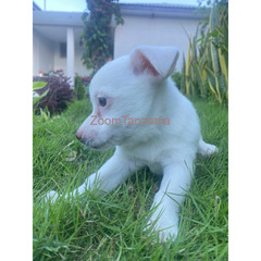 Maltese Puppies For Sale - 2