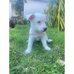 Maltese Puppies For Sale - 3