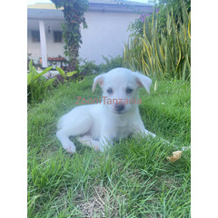 Maltese Puppies For Sale - 4
