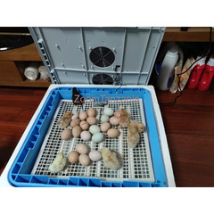 Mini Egg Incubators (Dual Power) - 1