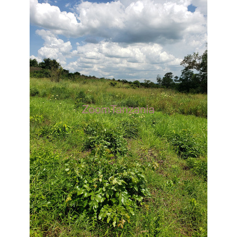 Farm for sale 8acres - 2/4