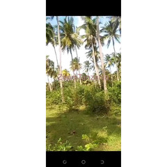 Coconut farm for sale in Arusha Mafia Island