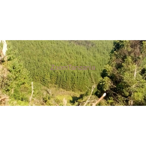 Pine trees Shamba for sale in Mafinga Iringa Tanzania - 2/4