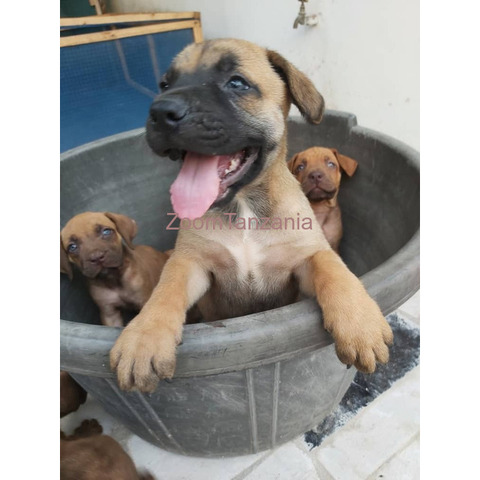 boerboel puppies 2month - 1/3