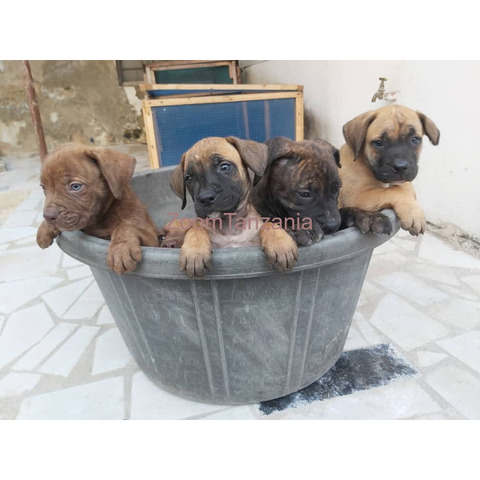 boerboel puppies 2month - 2/3