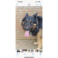 Pure breed german shepherd for sale - 2