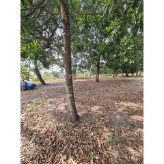 11 acres for sale at Gezaulole Kigamboni, Dar es salaam, Tanzania. - 2