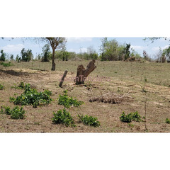 SHAMBA LINAUZWA KIWANGWA BAGAMOYO - 1