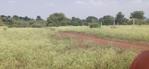 PLOT FOR SALE IN NJIRO-ARUSHA-TANZANIA - 2/4