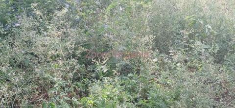 PLOT FOR SALE IN NJIRO-ARUSHA-TANZANIA - 3/4