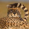 Marvelous Safari