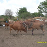 Toba Bunto