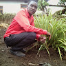 daniel cephas