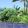 Killangi Revocatus